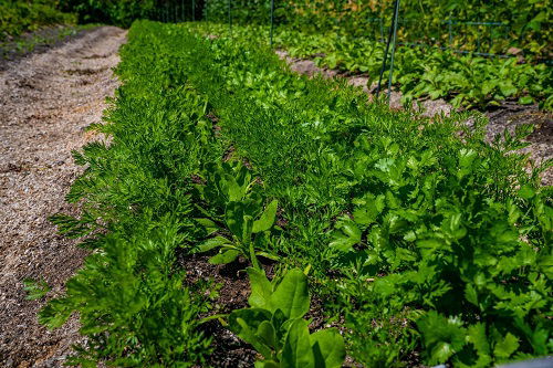 Companion Plants for Carrots