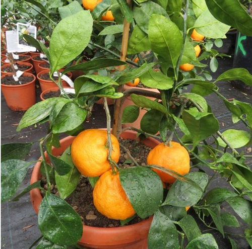 top Dwarf Citrus Fruits to Grow Indoors 