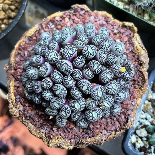 This Succulent Looks Like Eyes: Conophytum Wittebergense Care 1