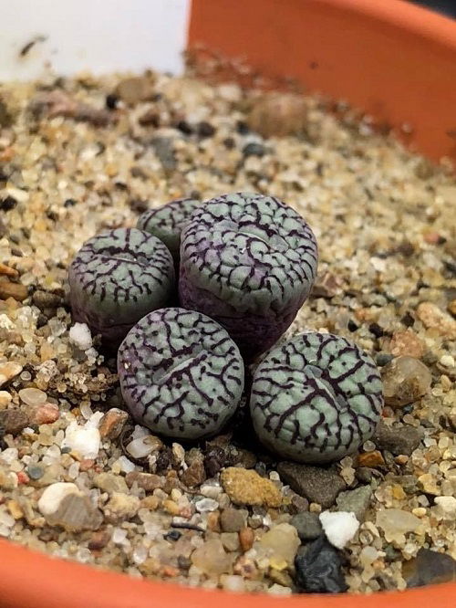 Conophytum Wittebergense watering tips