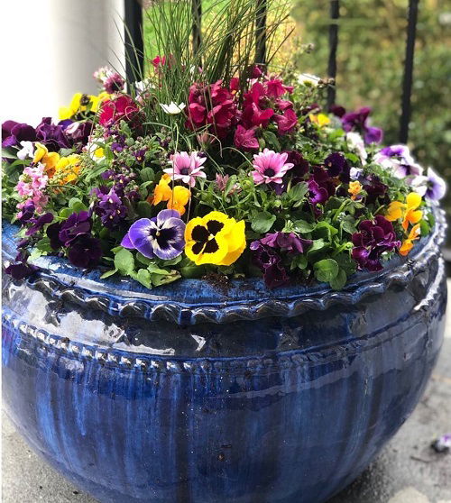 pansies with other flowers in large pot