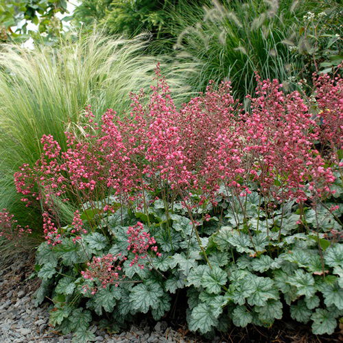 top Best Short-Lived Perennials