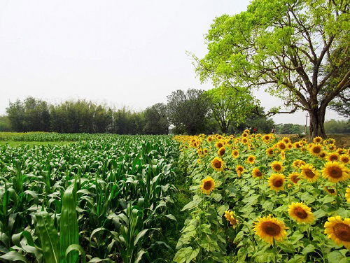 Corn are Sunflower Companion Vegetables