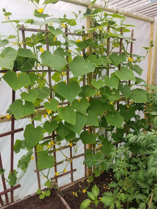 How to Grow Cucumbers Like Any Skilled Gardener