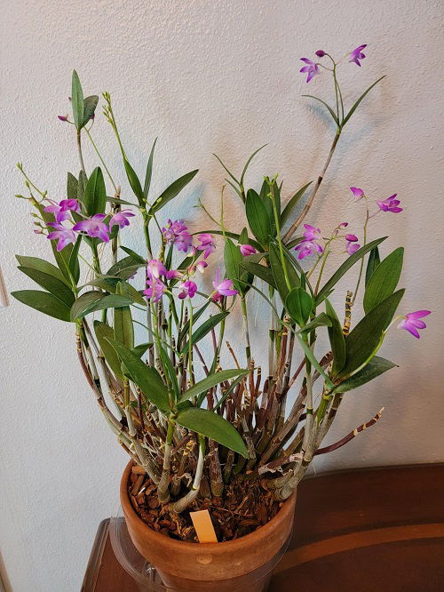 fragrant pink rock orchid in pot