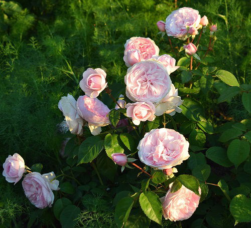 Dill Plants that Go with Roses to Keep Pests Away