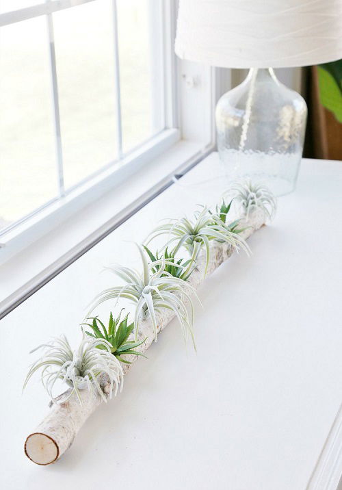 Tabletop Garden with Birch Log