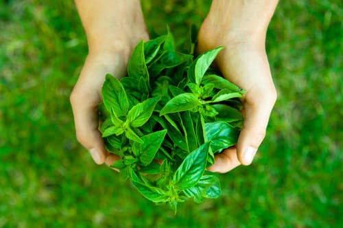 Basil Harvesting Tricks No One Ever Told You 2