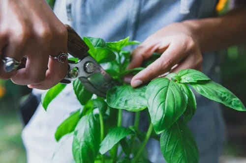 Basil Harvesting Tricks No One Ever Told You 6