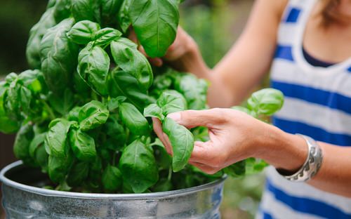 Basil Harvesting Tricks No One Ever Told You 10