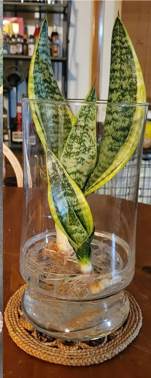 Snake Plant Varieties You Can Grow Just In Water 1