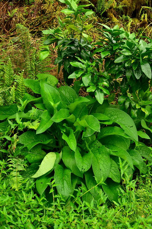 Herbs to Plant with Vegetables