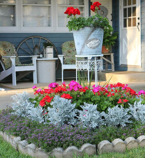 ways to landscape dusty miller 