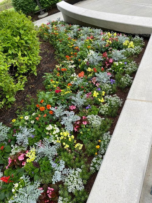 best dusty miller landscaping ideas 