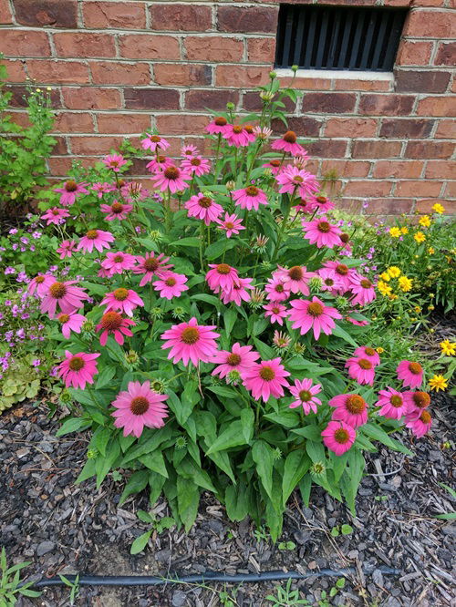 beautiful Best Short-Lived Perennials