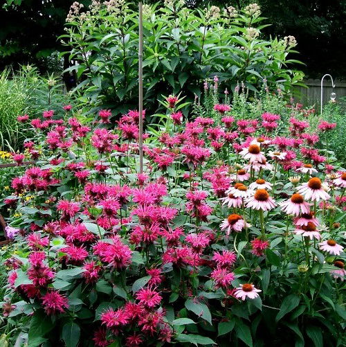 Best Bee Balm Companion Plants 2