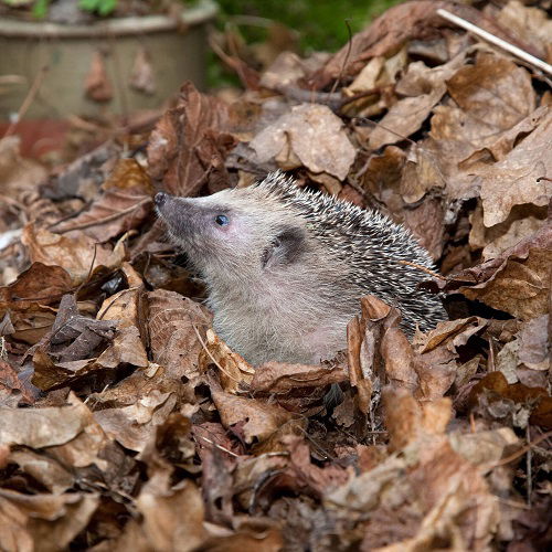 European hedgehog in leaf pile