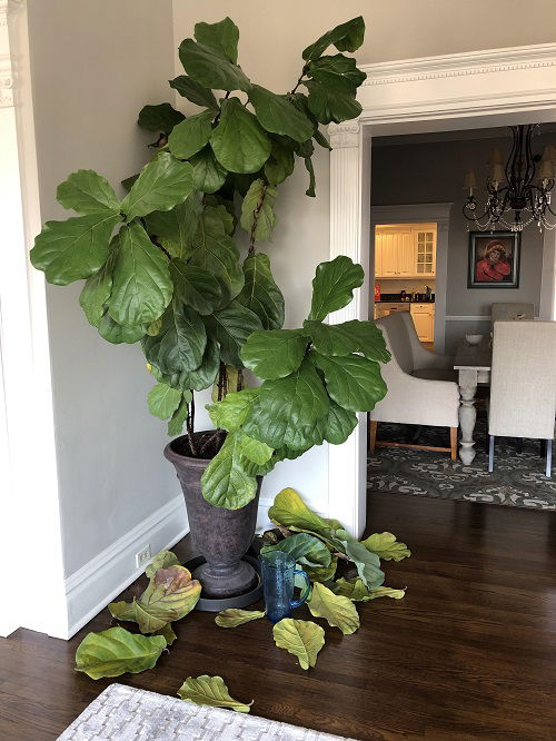 Why Your Fiddle Leaf Fig May Drop Leaves in Fall and How to fix It 1