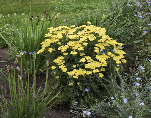 Yarrow With vegetable 