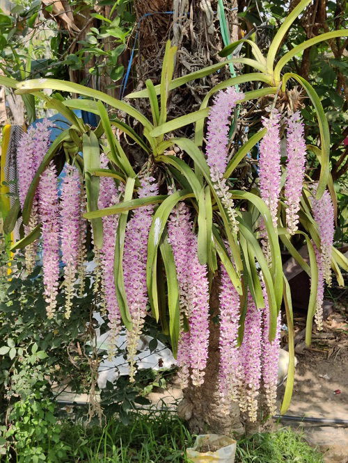 most fragrant orchid varieties 3