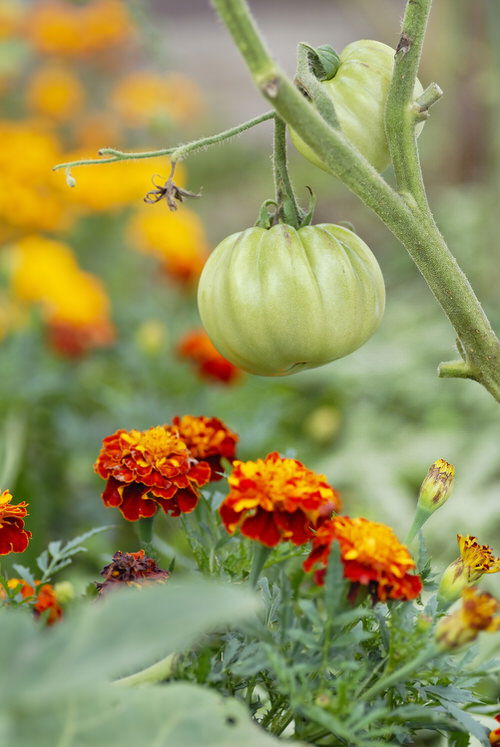 Tomato Companion Plants 40