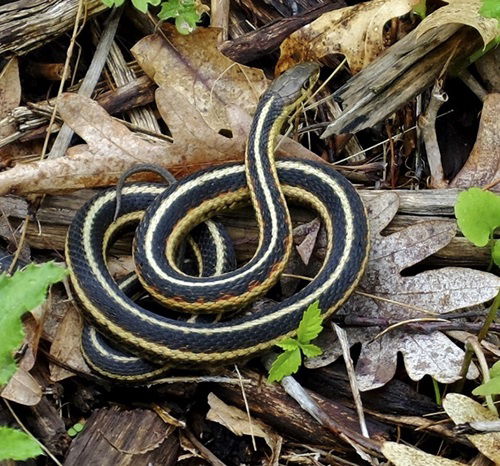 lovely Common Hibernation-Friendly Species