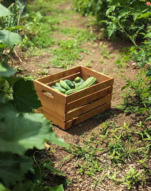 Growing Cucumbers Like Seasoned Gardeners