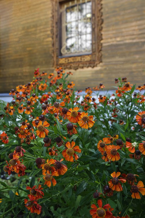 Sneezeweed flower plant 