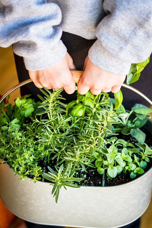 Tabletop herb garden 