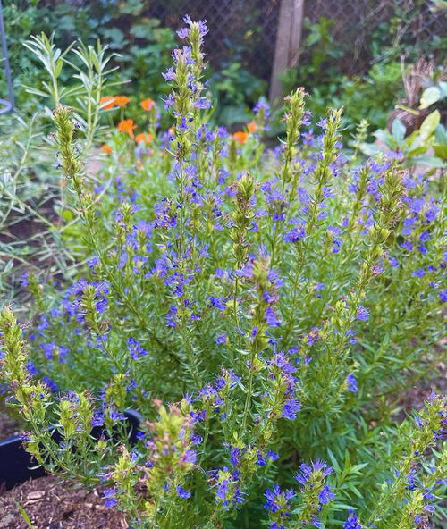 hyssop officinalis in garden 1