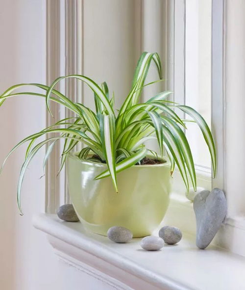 best Way to Make Your Spider Plant Look Shinier and Brighter Humidity Control