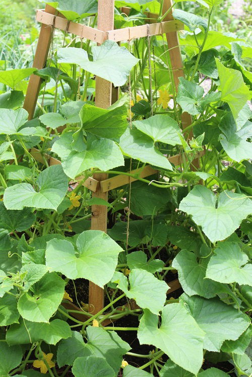 trellis Prune Cucumber Plants