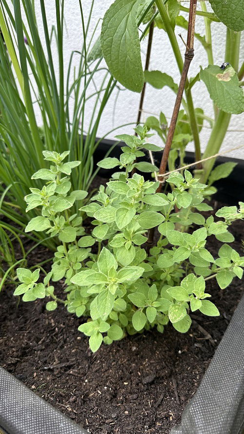 oregano in garden bed