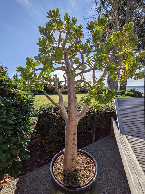 care for Jade Plant in Fall