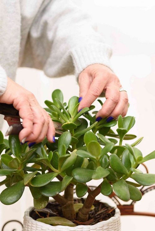 Amazing care for Jade Plant in Fall 