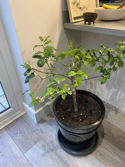 Dwarf Citrus Fruits to Grow Indoors in Winter