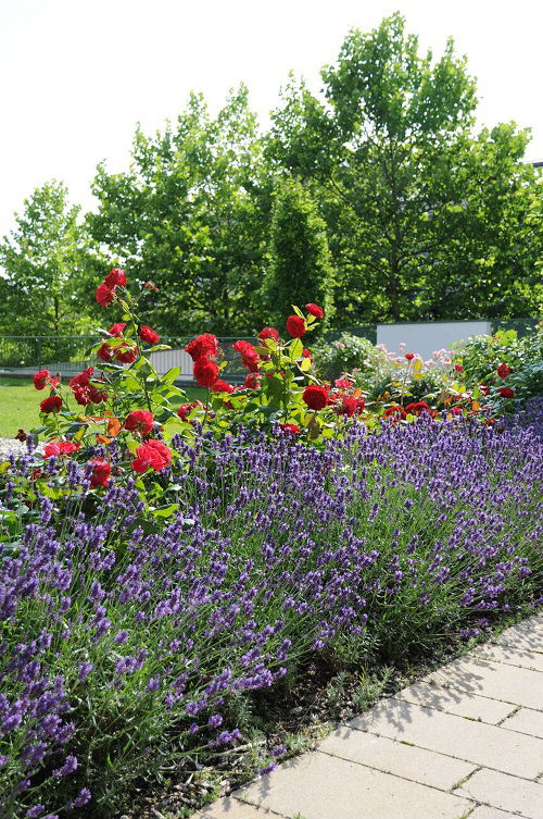 lavender to attract pollinators