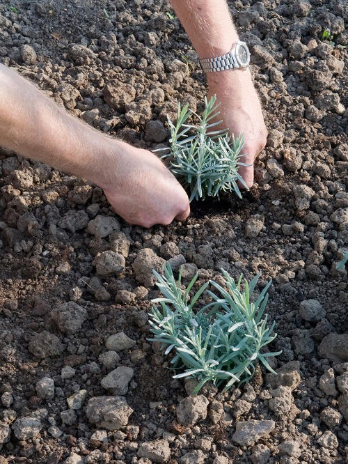 planting lavender hedge 