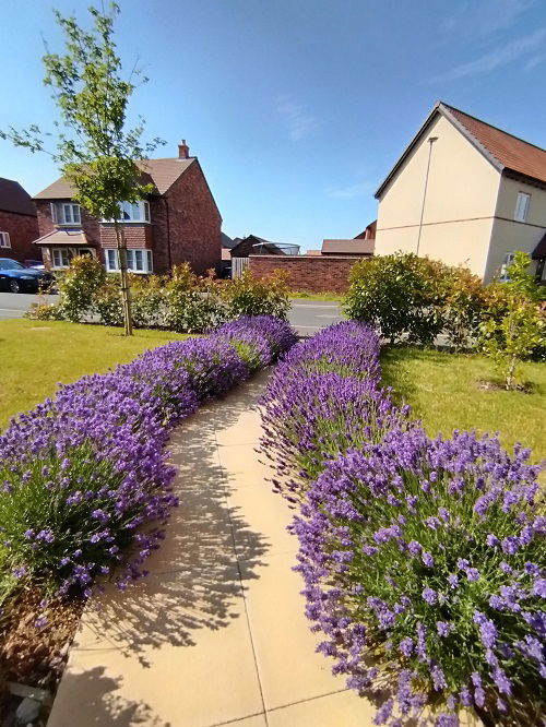 beautiful lavender hedge for garden