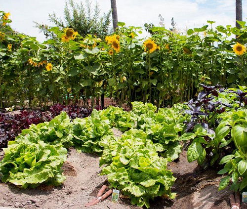 Lettuce are Sunflower Companion Vegetables