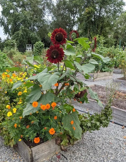 Marigold Best Sunflower Companion Plants