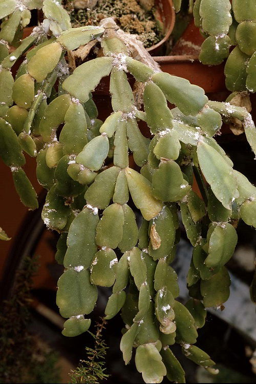 mealybugs on christmas cactus plant leaves