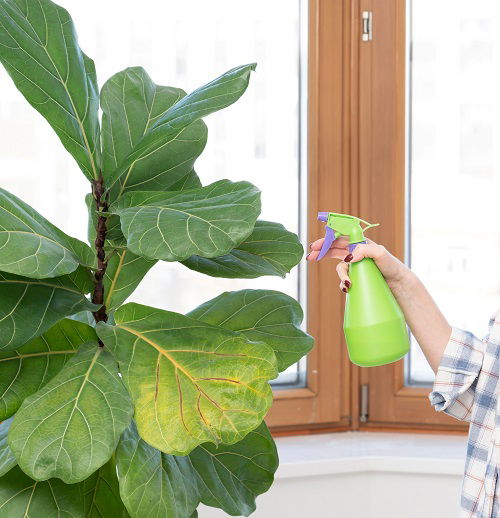 misting fiddle leaf fig plant