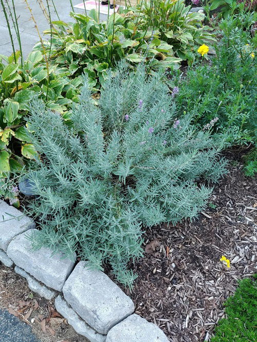 What To Do With Your Lavender Plants Before Winter 3