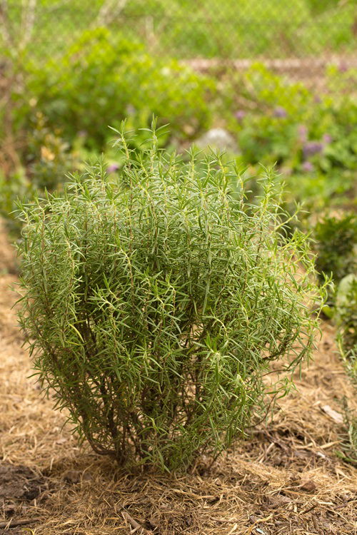 rosemary muchling