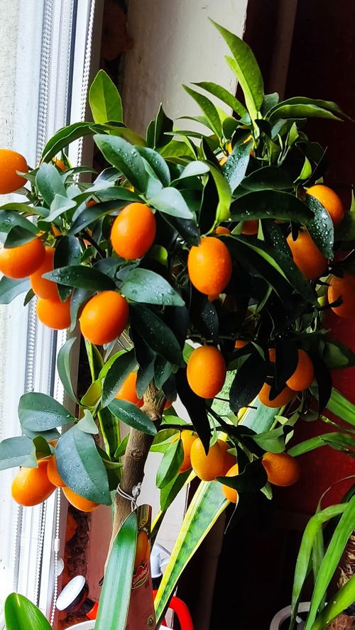 Best Dwarf Citrus Fruits to Grow Indoors in Winter