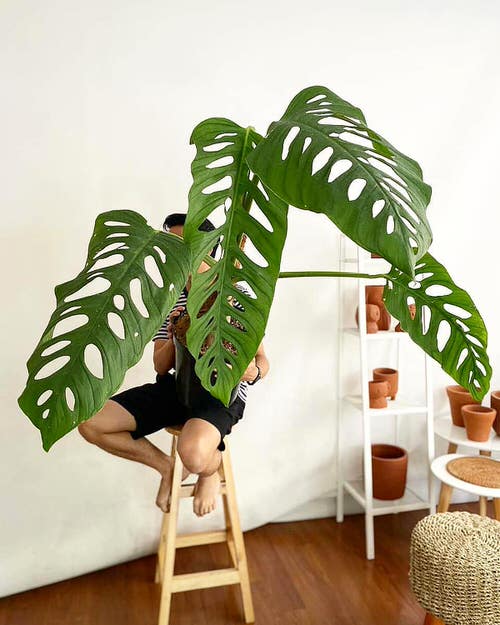 How to Grow a Big Beautiful Monstera 3