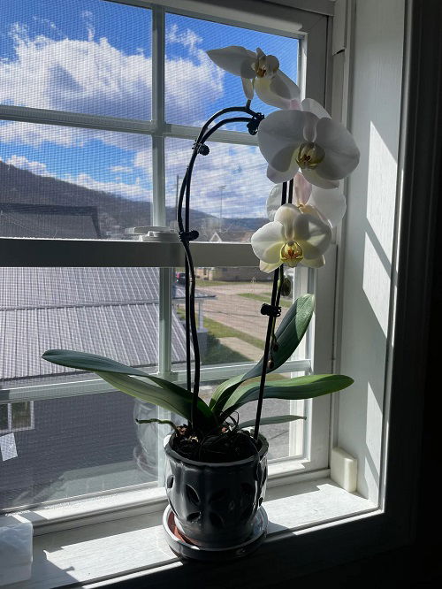 What to with Orchids After they Bloom 4