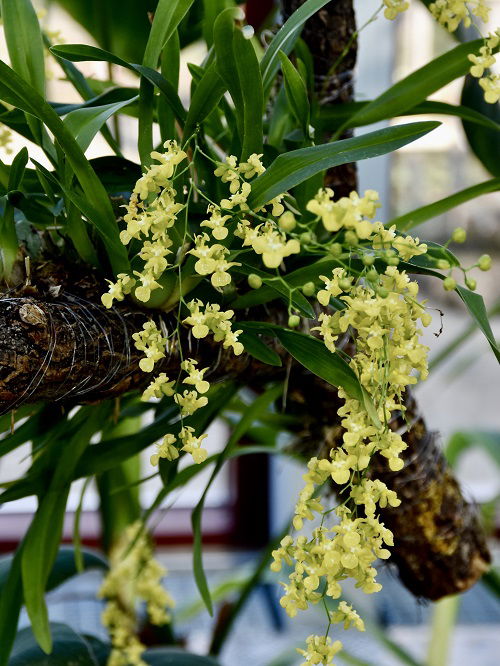 Oncidium cheirophorum orchid with yellow blooms