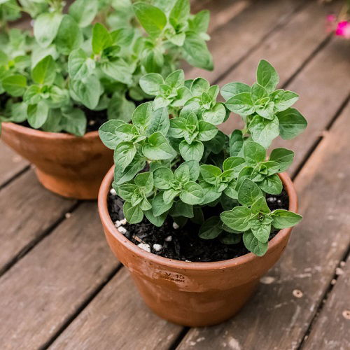 oregano Herbs for your Pizza Garden